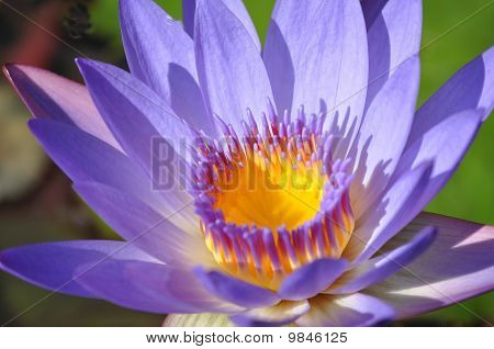 Mor su Lilly