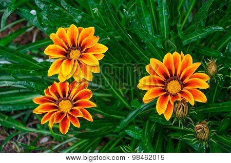 Beautiful Orange And Red Flowers In Macro.