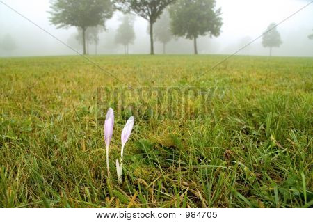 Őszi Crocus