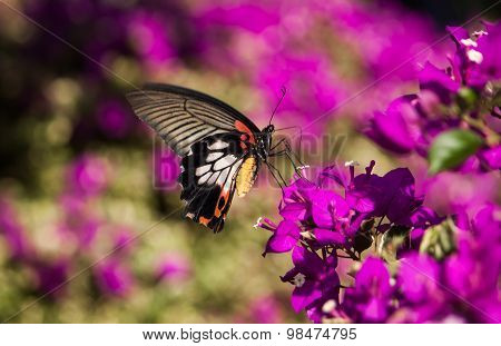 Beautiful Butterfly On Pink Flowers Bokeh Blurred.
