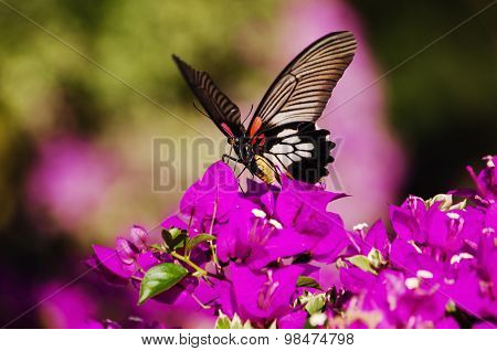 Beautiful Butterfly On Pink Flowers Blurred