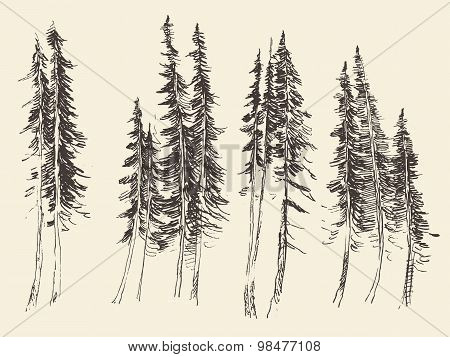 Fir forest engraving vector hand drawn sketch