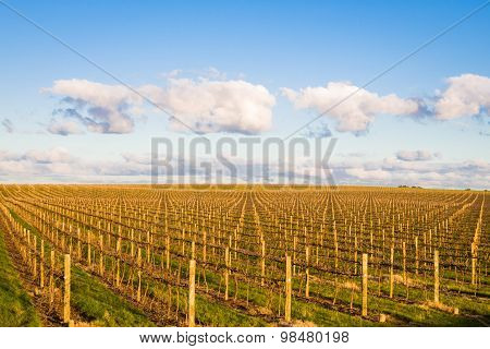 Vineyard patterns
