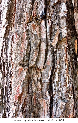 pine bark