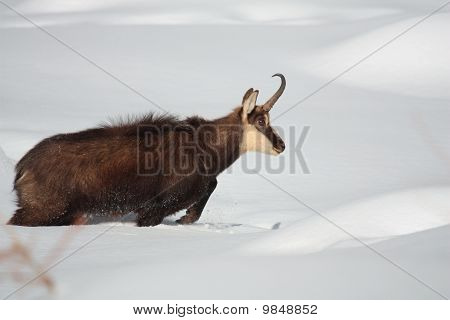 Camosci sulla neve