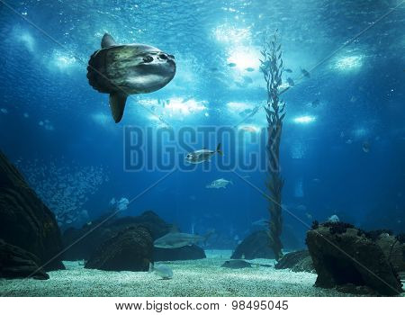 LISBON, PORTUGAL - June 12 2015: Interior view of the Lisbon Oceanario on June 12 2015 Lisbon, Portugal, Europe