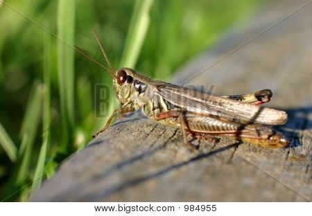 Saltamontes