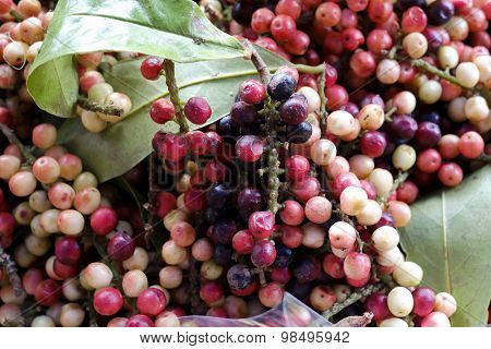 Antidesma Thwaitesianum Mull.arg., Ma-mao (thai Name) Isan Region Of Thailand Fruit With Medicinal P