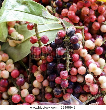 Antidesma Thwaitesianum Mull.arg., Ma-mao (thai Name) Isan Region Of Thailand Fruit With Medicinal P