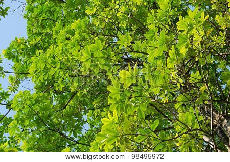 Green Leaf Background And  Blue Sky.