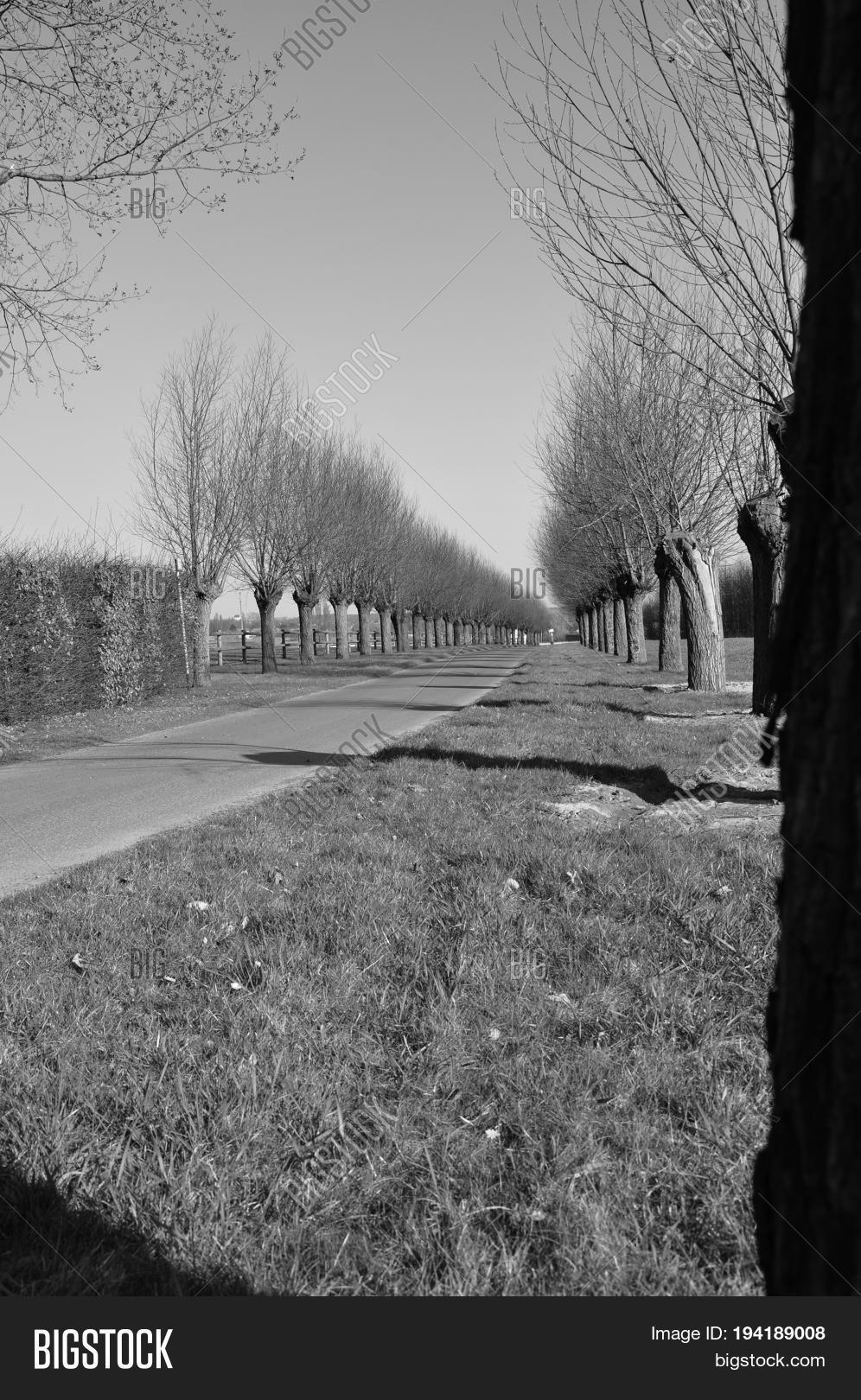 Avenue Pollard Willow Image & Photo (Free Trial) Bigstock