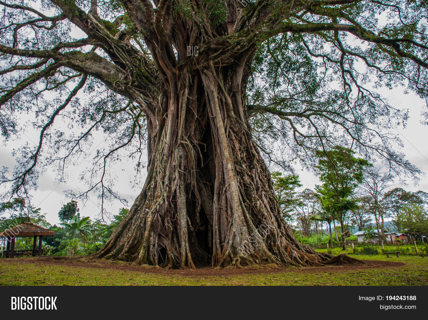 Very Huge, Giant Tree Image & Photo (Free Trial) | Bigstock