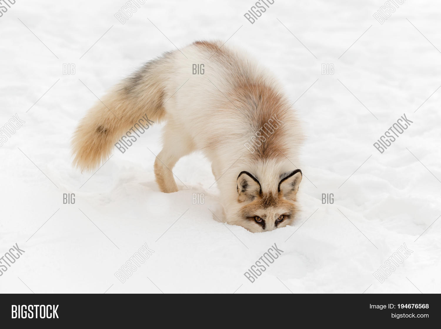 Red Marble Fox Vulpes Image Photo Free Trial Bigstock