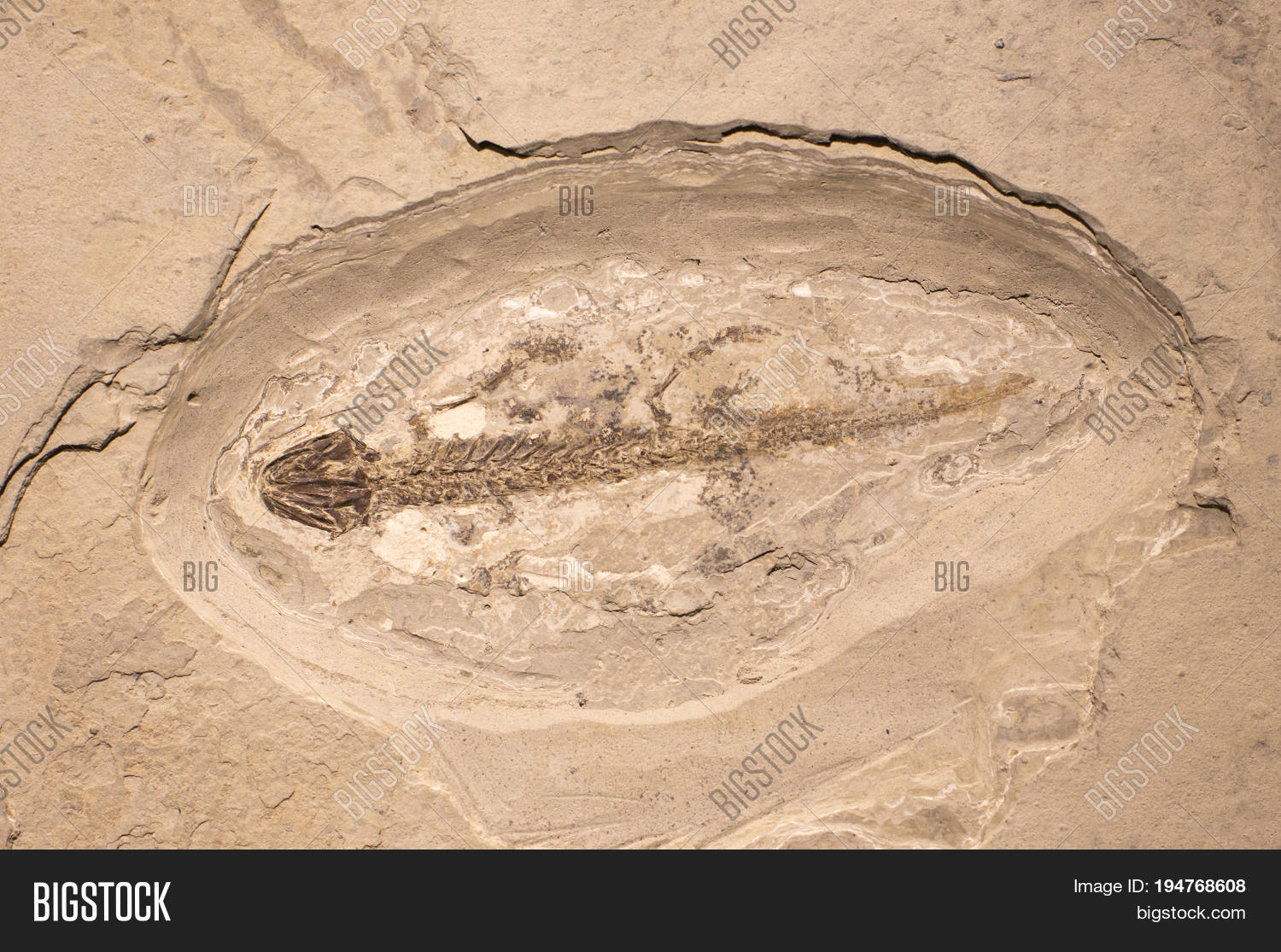 Fossils Amphibian Rock Image & Photo (Free Trial) | Bigstock