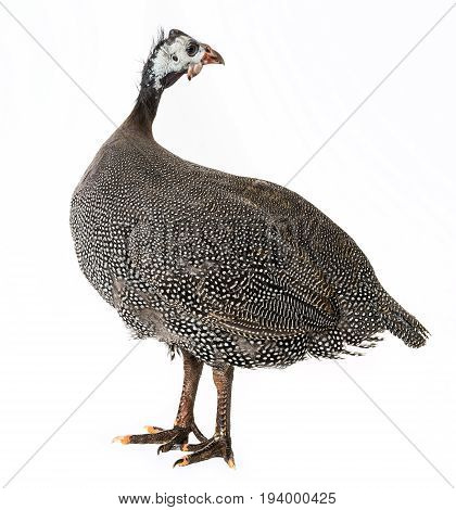 guinea fowl - Numida meleagris f. domestica