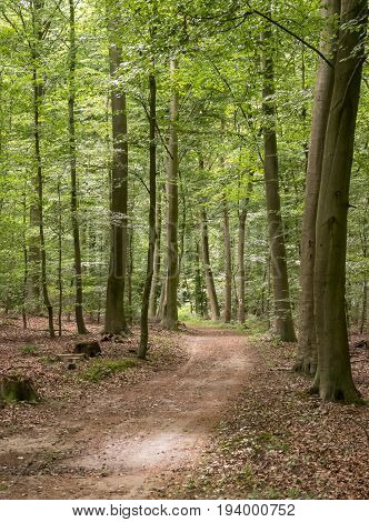 path through the beechwood forest in springtime and sunbeams
