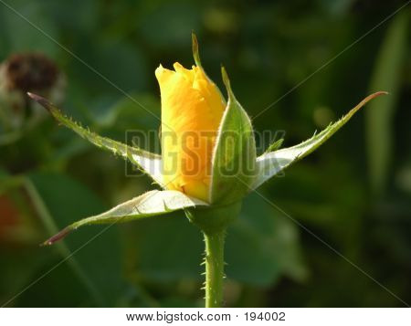 Kvetoucí Rose Bud