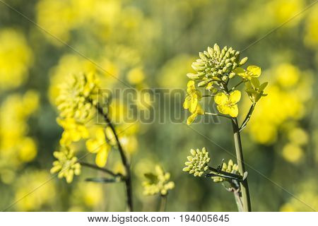 rape plant (canola rapeseed) in detail on field