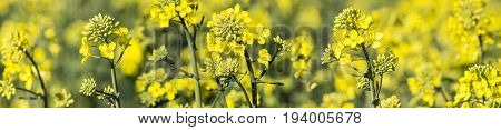rape plant (canola rapeseed) in detail on field
