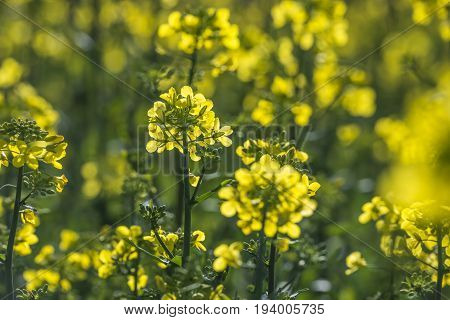rape plant (canola rapeseed) in detail on field