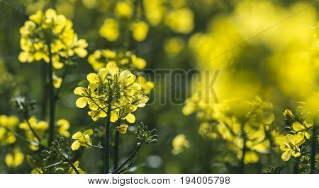 rape plant (canola rapeseed) in detail on field