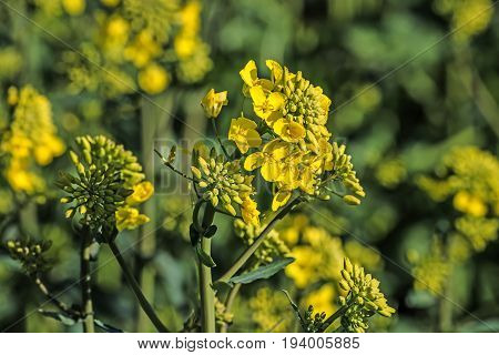 rape plant (canola rapeseed) in detail on field
