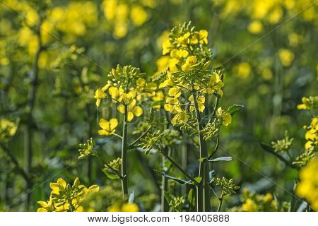 rape plant (canola rapeseed) in detail on field