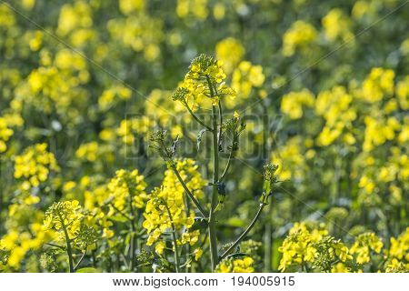 rape plant (canola rapeseed) in detail on field