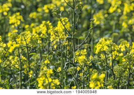 rape plant (canola rapeseed) in detail on field