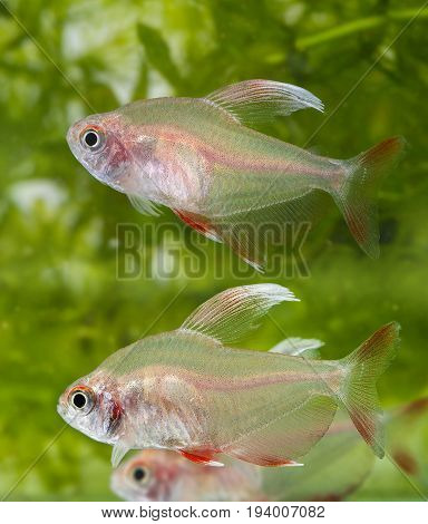 Hyphessobrycon rosaceus - aquarium fish - Rosy Tetra