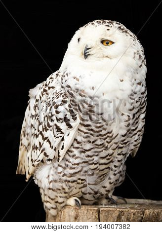 portrait of a beautiful snow owl (Bubo scandiacus)