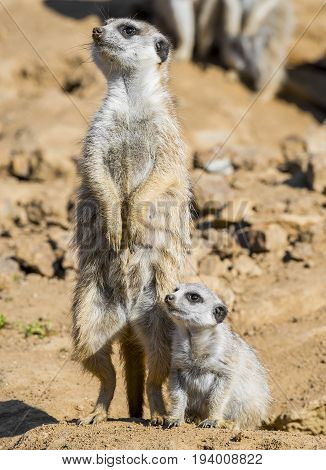 a Group of meerkats - close up