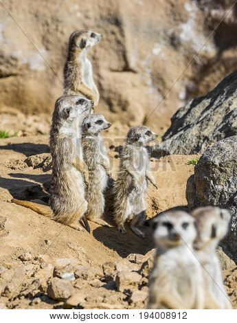 a Group of meerkats - close up