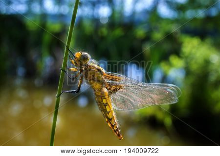 Libellula depressa (female) - dragonfly (Broad-bodied chaser) sitting on a grass