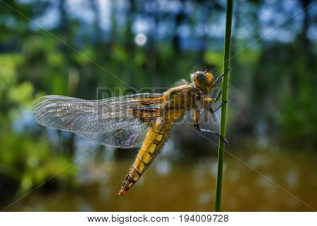 Libellula depressa (female) - dragonfly (Broad-bodied chaser) sitting on a grass