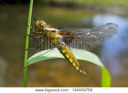 Libellula depressa (female) - dragonfly (Broad-bodied chaser) sitting on a grass
