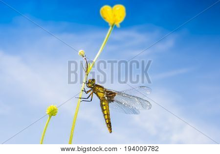 Libellula depressa (female) - dragonfly (Broad-bodied chaser) sitting on a flower