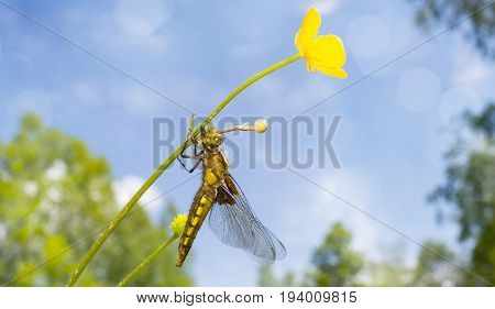 Libellula depressa (female) - dragonfly (Broad-bodied chaser) sitting on a flower
