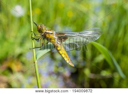 Libellula depressa (female) - dragonfly (Broad-bodied chaser) sitting on a grass