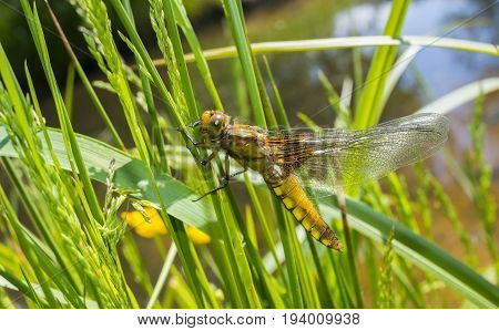 Libellula depressa (female) - dragonfly (Broad-bodied chaser) sitting on a grass