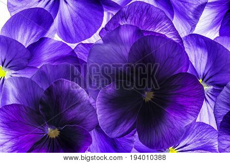 pansy flower close up - flower background
