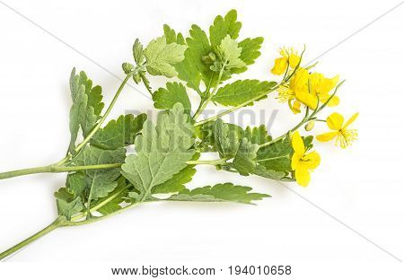 Greater celandine  - Chelidonium majus - herb