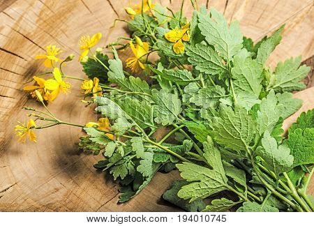 Greater celandine  - Chelidonium majus - herb