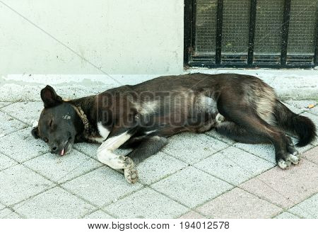 Black abandoned dog enjoy to sleep on the street by hot summer day. Dog life.