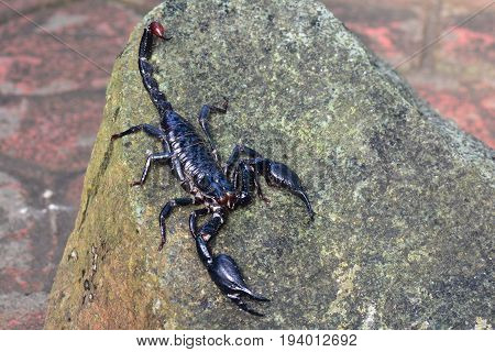 A Giant Forest scorpion suns itself on a rock