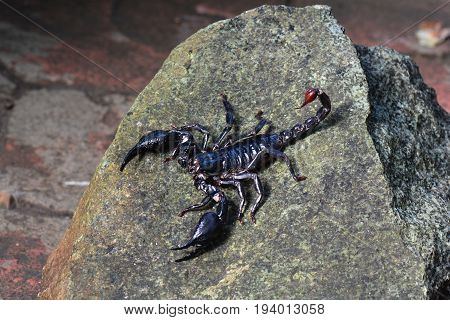 A Giant Forest scorpion suns itself on a rock