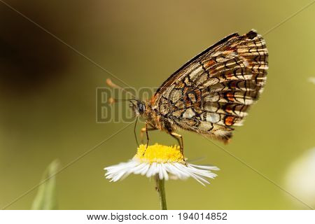Macro photo of a heath fritillary (Melitaea athalia) butterfly.