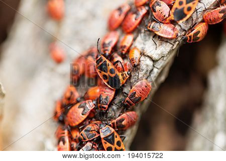 An accumulation of firebugs (Pyrrhocoris apterus) on wood.