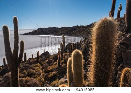 Incahuasi island (Cactus Island) located on Salar de Uyuni the world's largest salt flat area Altiplano Bolivia South America