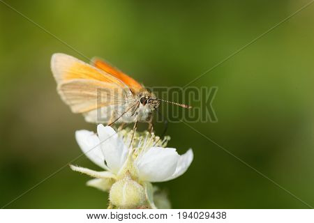 A large skipper butterfly (Ochlodes sylvanus) on a flower.